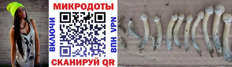Псилоцибиновые грибы Cubensis  Инсар 